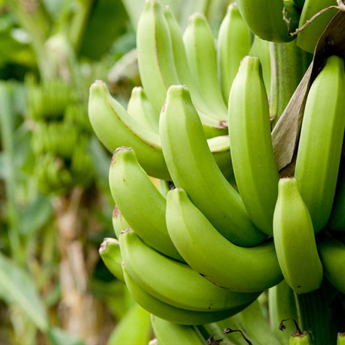Cultivo Banano