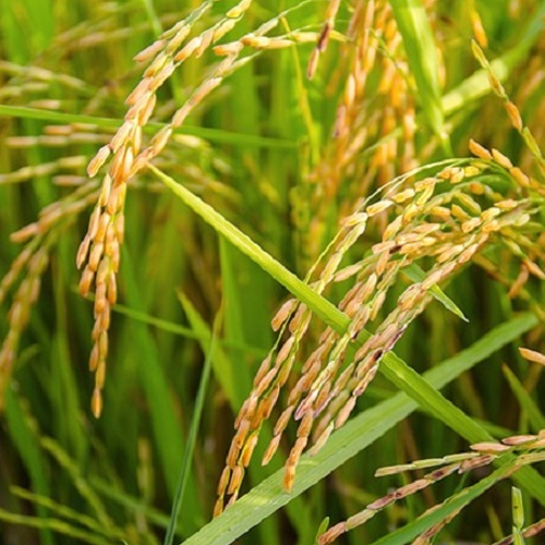 Cultivo Arroz