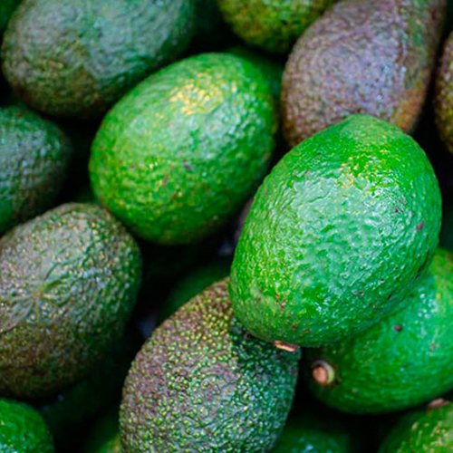 Cultivo Aguacate